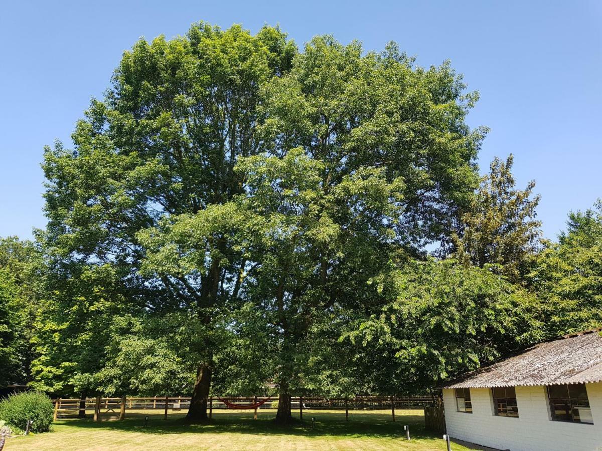 Вилла The Two Oaks - Private Garden For Guests Hertsberge Экстерьер фото